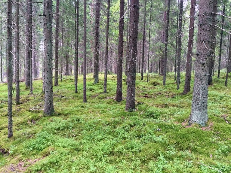 Suunnitelmallista hoitoa kasvun ja metsän arvon turvaamiseksi.