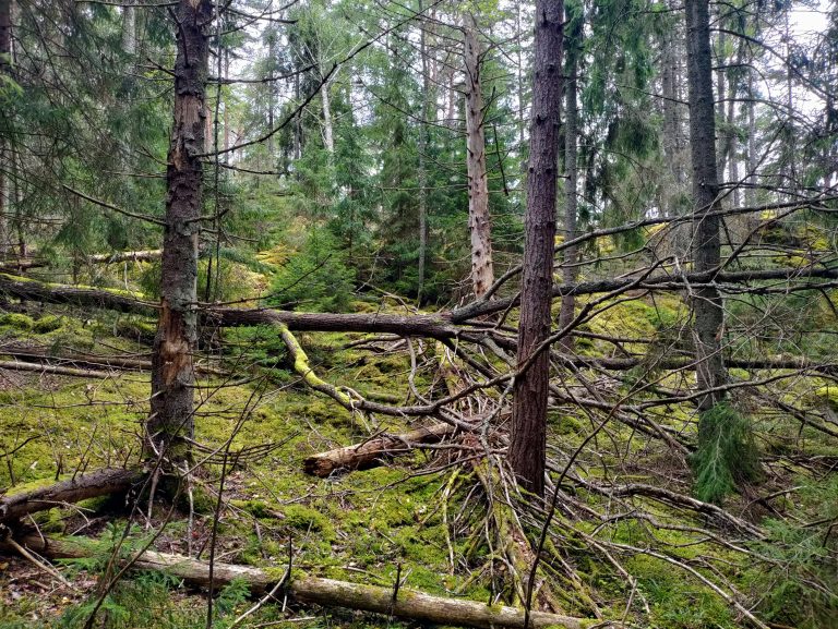 Puukauppa, Hakkuumahdollisuudet