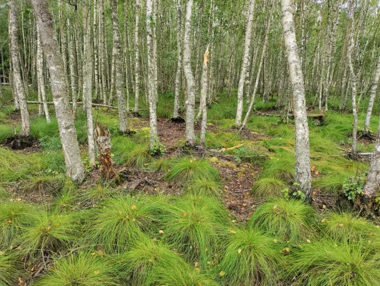 Asiantunteva metsänhoito. Metsänhoito.