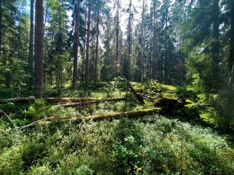 meysänomistaja, metsänomistajille, ympäristöhankepalvelut